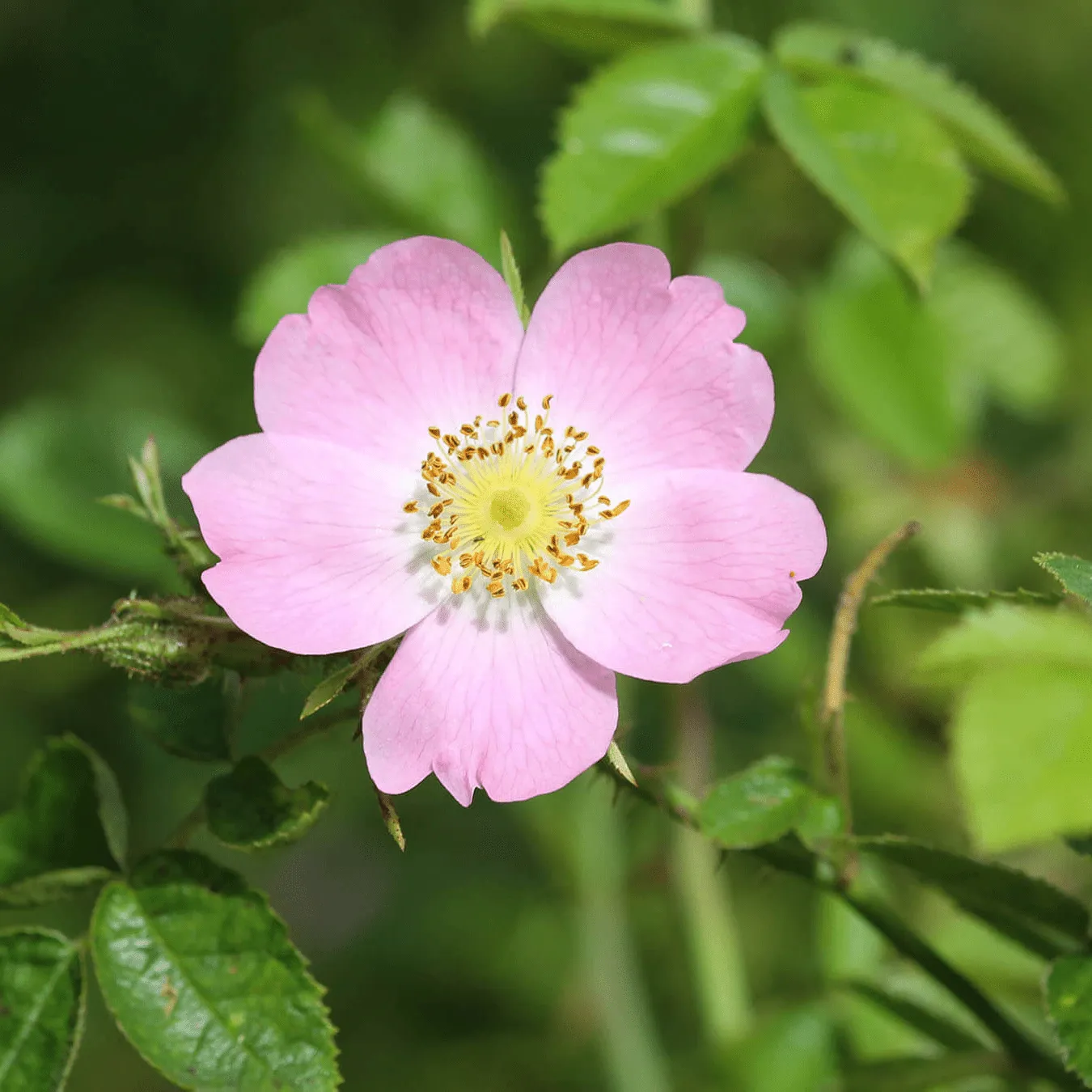 Rosehip Seed Oil