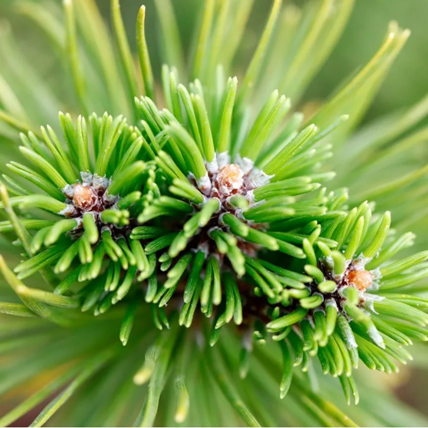 Siberian Fir Essential Oil